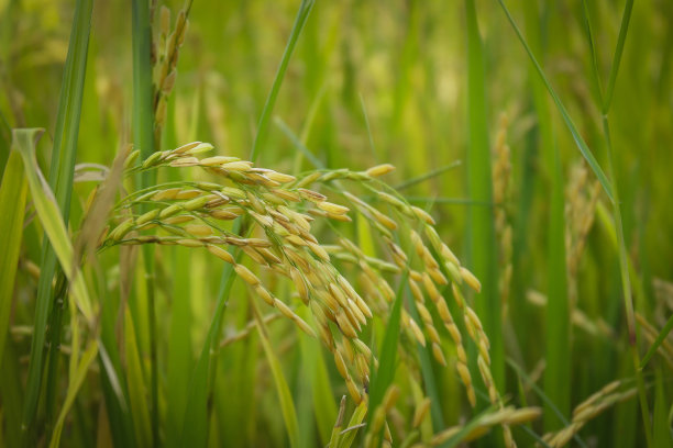 黄金大米在越南南部，湄公河图片下载