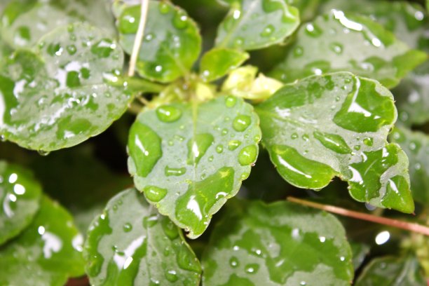 雨水浸透的叶子图片下载