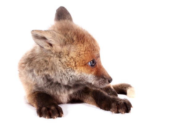 小狐狸幼崽被孤立在白色背景上图片下载