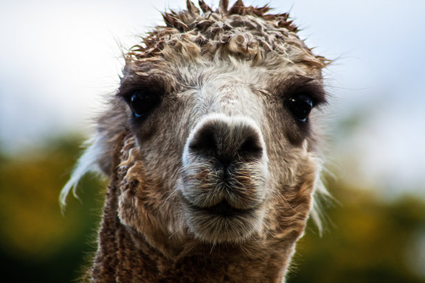 羊驼在警报图片下载