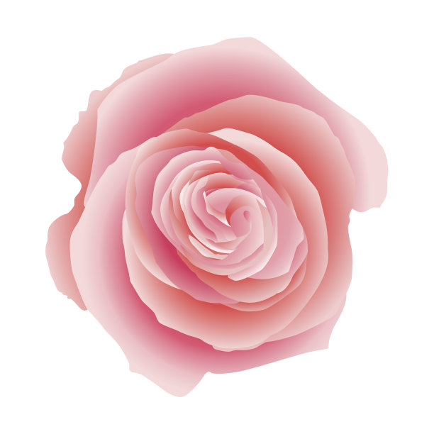 粉色玫瑰孤立。每股收益10图片下载