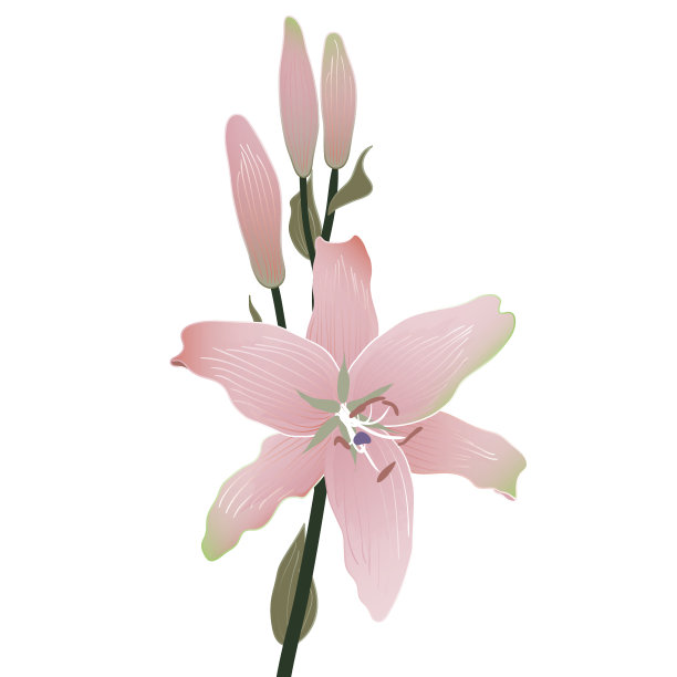 盛开和含苞待放的百合花图片下载