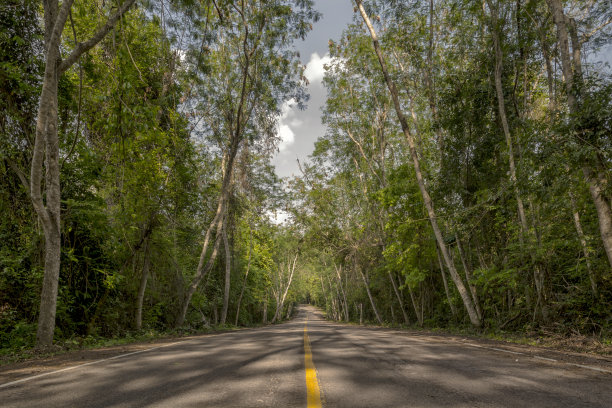 这条路四周都是森林图片下载