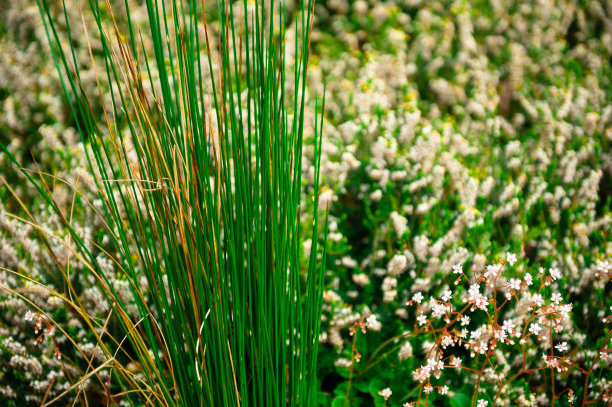 绿色的草和粉红色的花图片下载