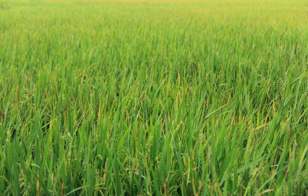 赖斯·帕迪图片下载