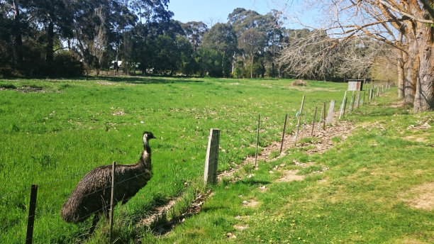 鸸鹋沿着篱笆走图片下载