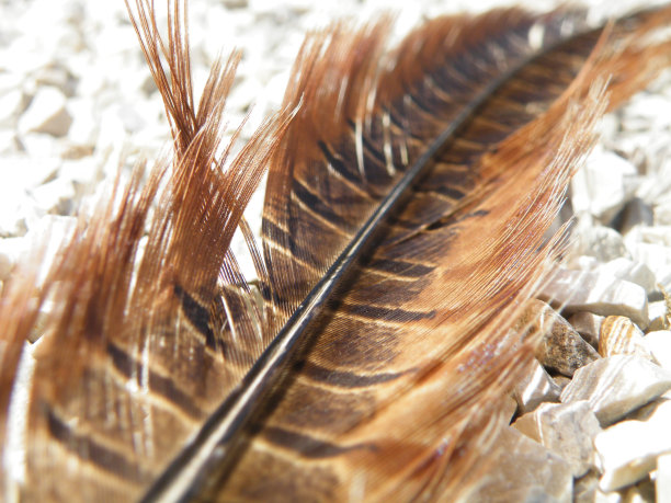 野鸡羽毛图片下载