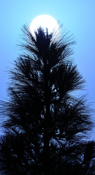 清晨的阳光背后，松树的阴影，色彩效果形象图片下载