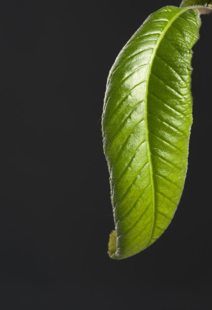 绿色的叶子图片下载