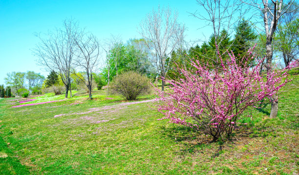 早春公园图片下载