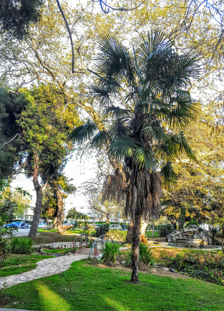 小棕榈树图片下载