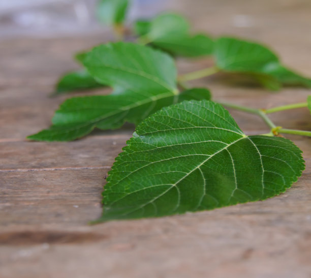 木制背景上的绿叶图片下载