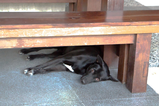 狗躺在图片下载