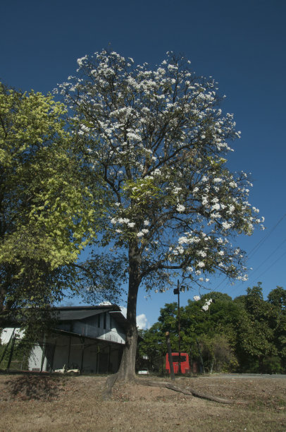 Apamate树。图片下载