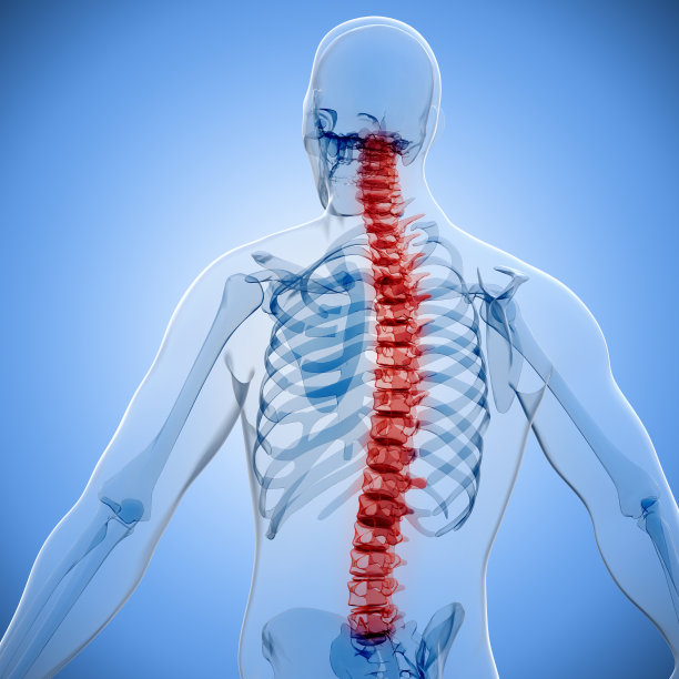 人体和骨骼的3d渲染图片下载