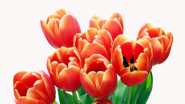 郁金香图片下载