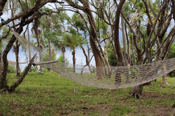 棕榈树上的吊床图片下载