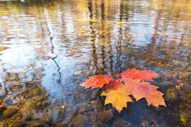 秋叶的细部图片下载