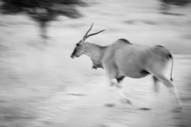 热带草原普通大草原摘要图片下载