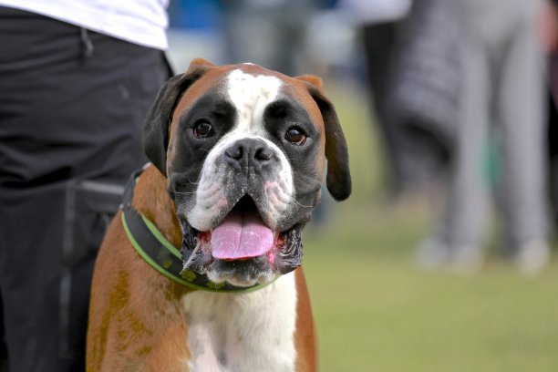 拳击手肖像图片下载