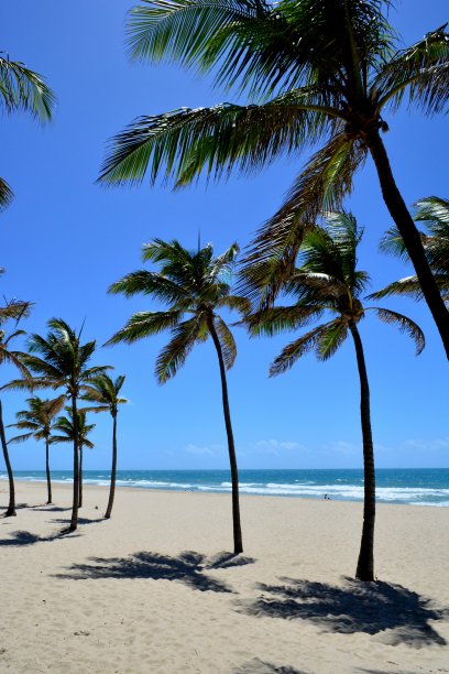 美丽的海滩，棕榈树图片下载