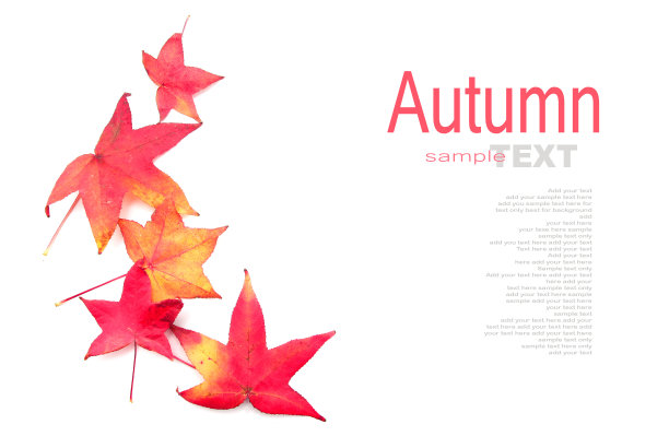 红色的枫叶图片下载