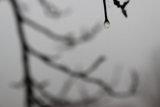 雾中的水滴图片下载