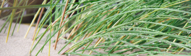 草地上插满雨水图片下载