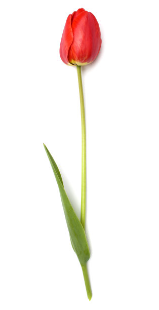 红色郁金香图片下载