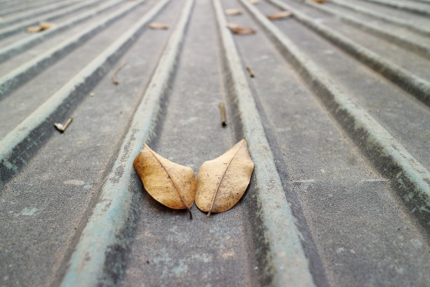 叶子在波纹金属片上图片下载