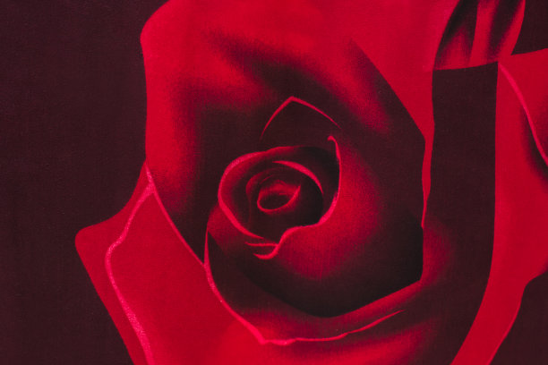 玫瑰背景图片下载