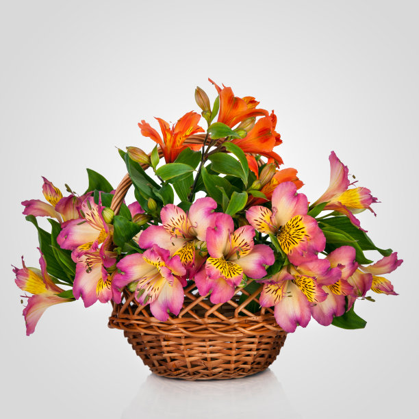 Alstroemeria花图片下载