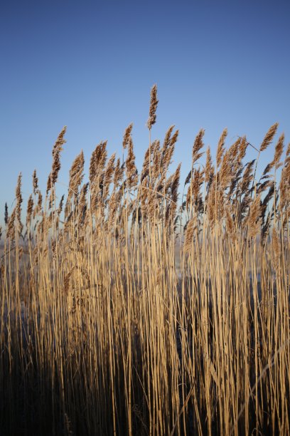 峰值。图片下载