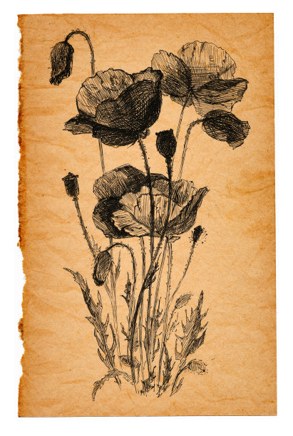 旧纸上的花素描图片下载