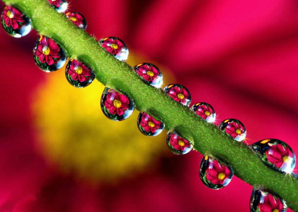 水滴中的花图片下载