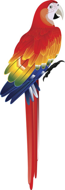 vector红金刚鹦鹉ara鹦鹉图片下载