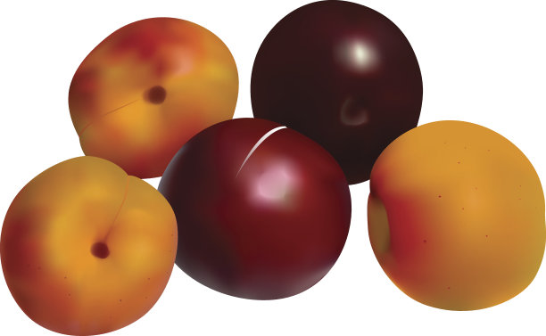 在白向量上分离的杏和李图片下载