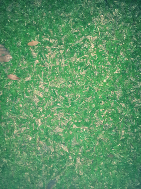 草坪上图片下载