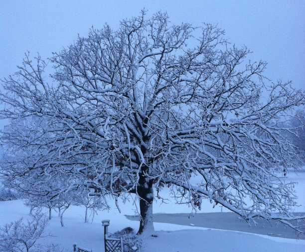 橡树在雪图片下载