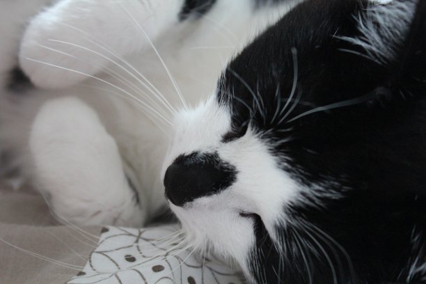 黑白相间的猫。图片下载