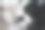 黑白相间的猫。图片下载