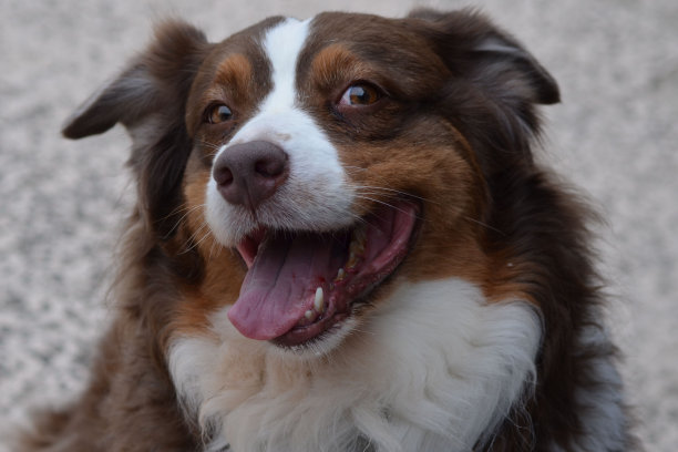 澳大利亚牧羊犬图片下载
