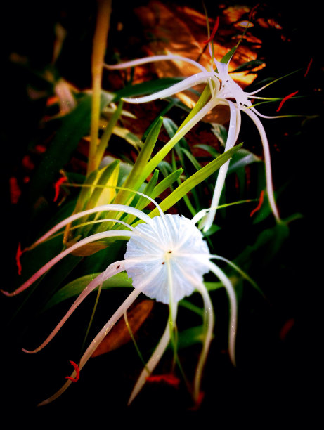 牙买加的花图片下载