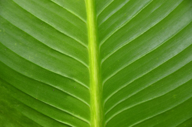 叶香蕉背景图片下载