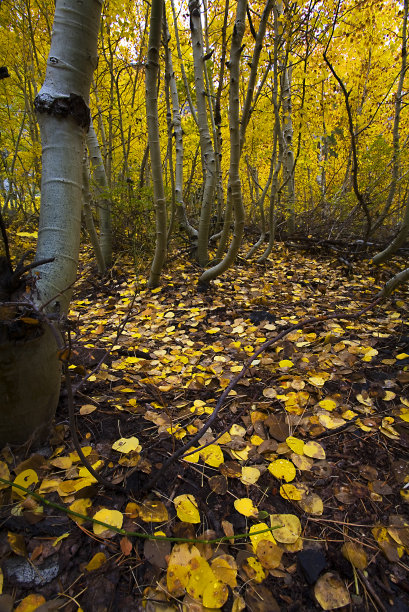 秋天阿斯彭图片下载