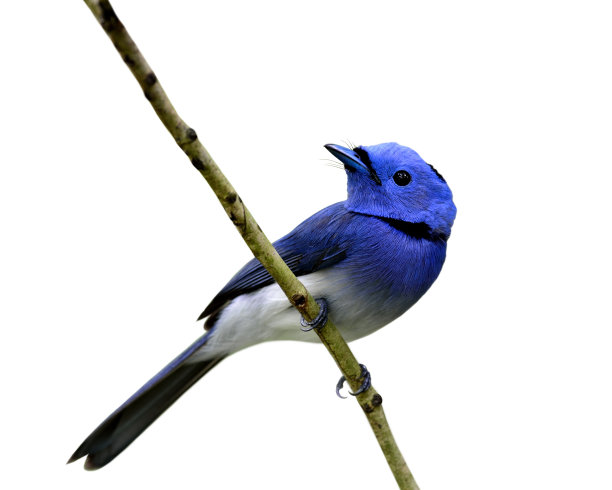 美丽的蓝鸟，黑枕黑脉金斑蝶栖息在树枝上图片下载