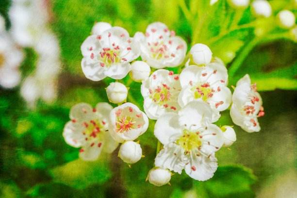 美丽的白色花图片下载