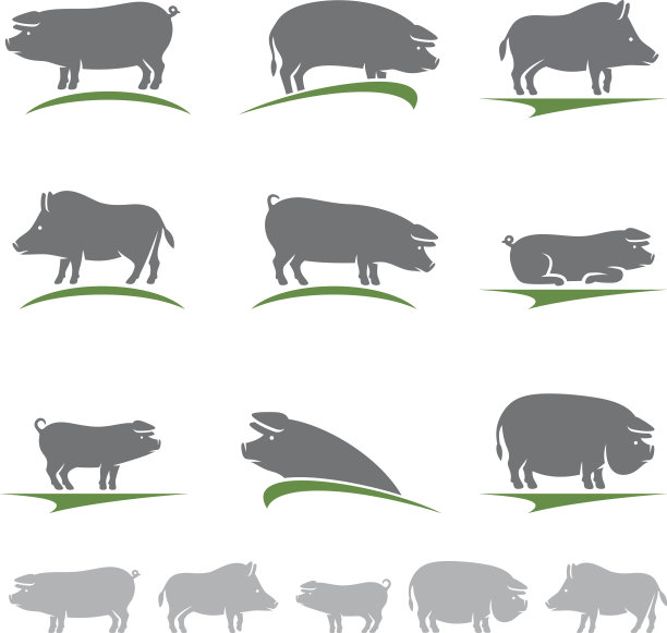 猪。向量图片下载