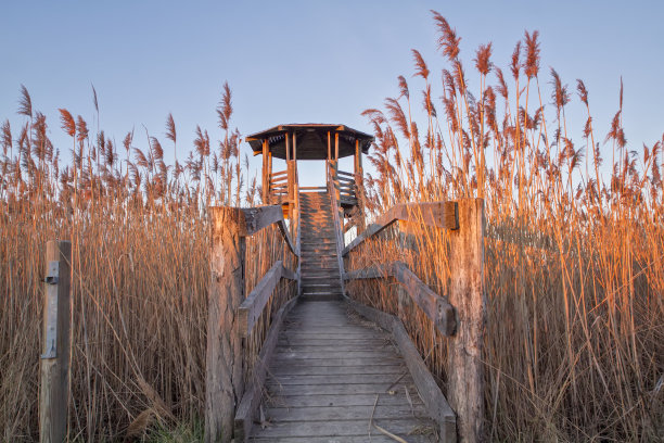 木制侦察动物图片下载