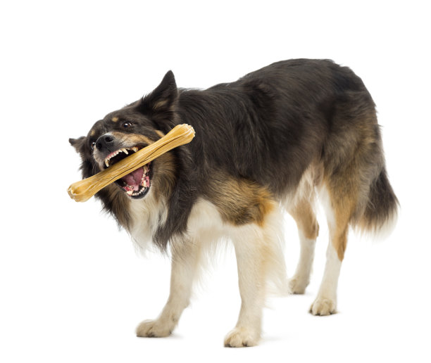 边境牧羊犬站着，在白色背景下嚼着骨头图片下载